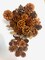 Cinnamon Scented Pinecones Variety 1 lb for Decorating, Over 40 Small Cinnamon Pine Cones for Crafts and Vase Filler Cinnamon Fragrance Pine Cones